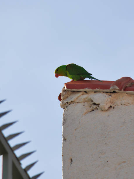 istock small green parrot known as Orange-winged Parrot (Amazona amazonica) perched high on a white wall, next to a railing with spears, under a blue sky. 1394601302