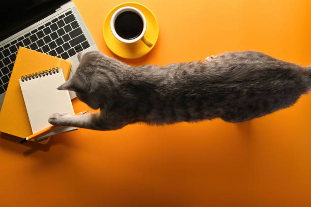 A top view of a cat playing with office flat lays (note books, laptop and a cup of coffee) on an empty yellow-orange space on a background, for home business and technology concept.