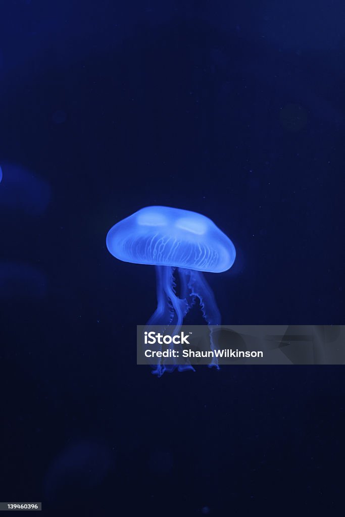 Lua geleia de peixe - Foto de stock de Água-viva Comum royalty-free