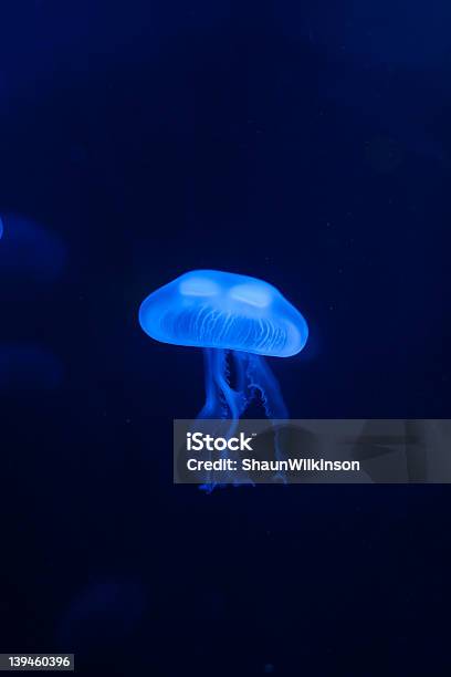 Foto de Lua Geleia De Peixe e mais fotos de stock de Água-viva Comum - Água-viva Comum, Azul, Debaixo d'água