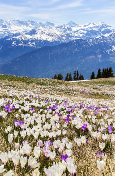 istock Wild crocus flowers on the alps with snow mountain at the background 1394604080