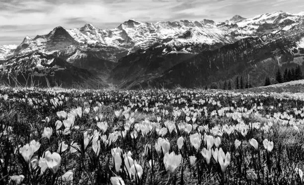 Wild crocus flowers on the alps with snow mountain at the background in early spring - black and white- focus stacking