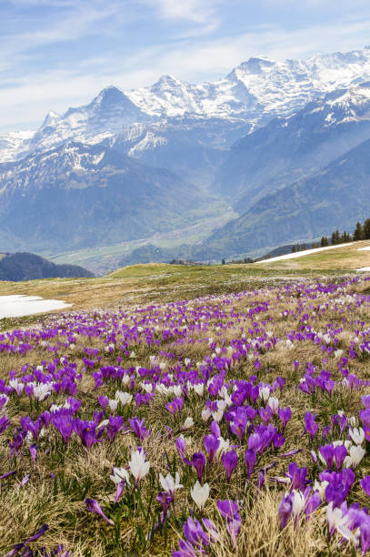 istock Wild crocus flowers on the alps with snow mountain at the background 1394604597