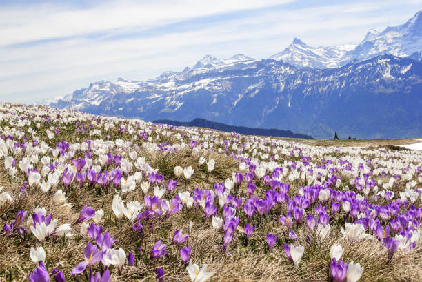 istock Wild crocus flowers on the alps with snow mountain at the background 1394604975