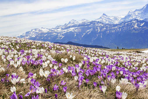 Wild crocus flowers on the alps with snow mountain at the background in early spring - manual focus and focus stacking image