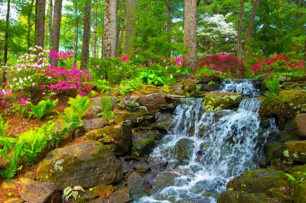 Photo of Waterfall-Spring Flowers-Azalea Walk Reserve-Gibson County Indiana