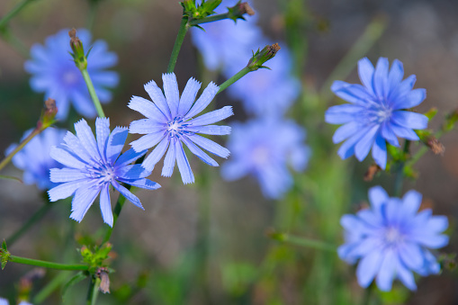 Close up of a delphinium elatum flower in bloom. Purple blue flowers of Siberian Larkspur also know as Chinese Delphinium. Close up of blue flower