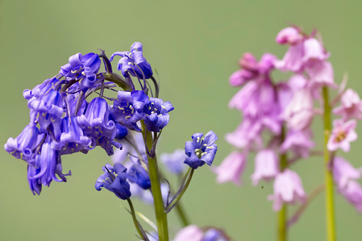 Hyacinthoides - Spanish bluebells, blue ones in the foreground with pink ones behind.