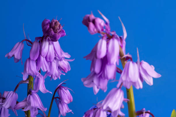 istock Pink Spanish Bluebells 1394607585