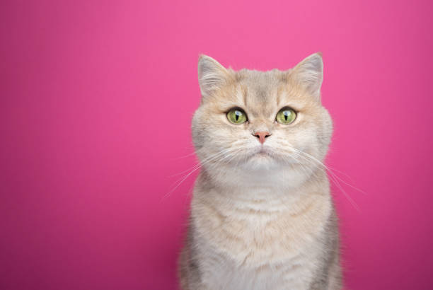 British kitten sitting in front of white background.