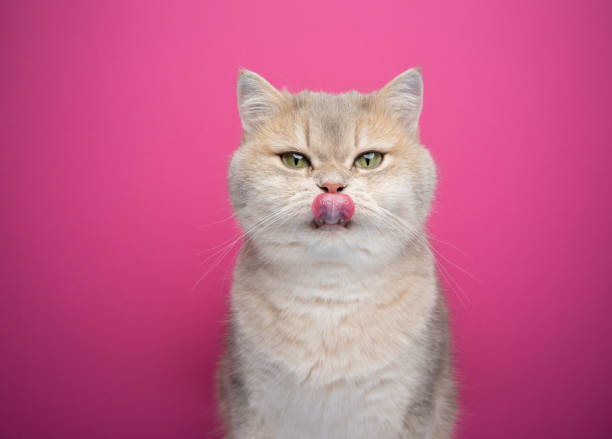 istock hungry cat licking lips on pink background 1394607846