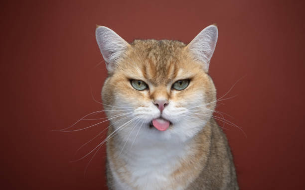 istock naughty cat sticking out tongue making funny face 1394607931