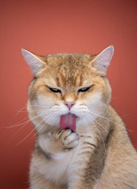 istock british shorthair cat grooming licking paw 1394607949