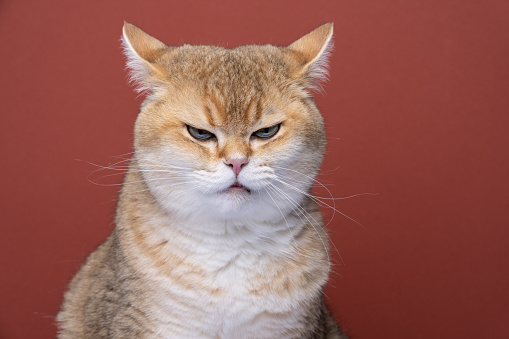 angry british shorthair cat looking displeased folding back ears