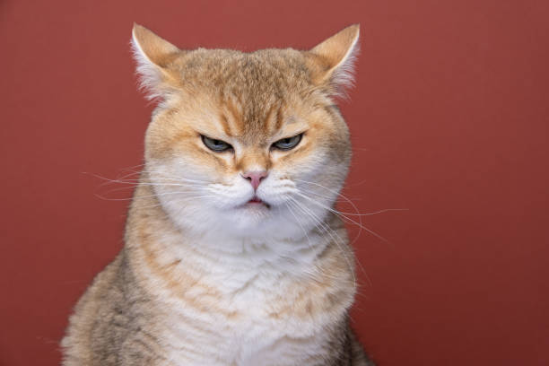 40,000+ Angry Cat Stock Photos, Pictures & Royalty-Free Images - iStock