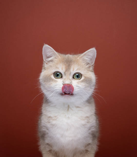 istock cute hungry cat licking lips looking at camera 1394608070