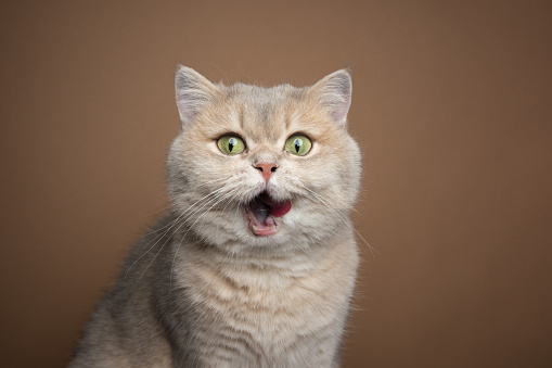 hungry british shorthair cat licking lips making funny face happy over food