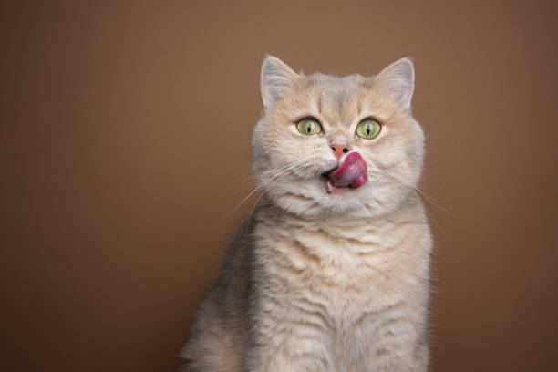 istock hungry cat licking lips portrait with copy space 1394608771