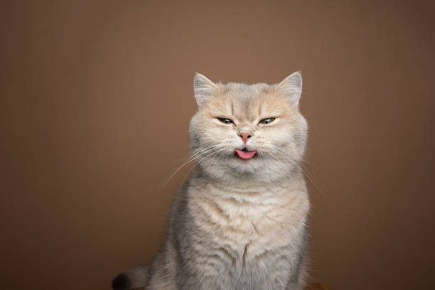 istock naughty cat sticking out tongue on brown background with copy space 1394608773