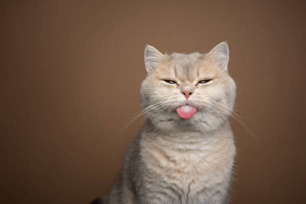 istock naughty cat sticking out tongue on brown background with copy space 1394608775