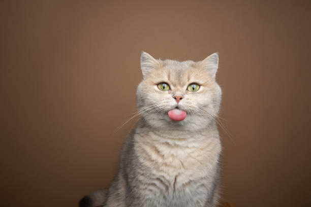 istock naughty cat sticking out tongue on brown background with copy space 1394608788