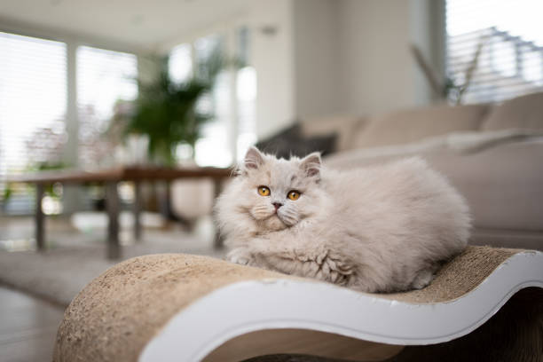 fluffy longhair cat resting on scratching cardboard in living room looking at camera