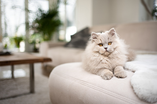 fluffy longhair cat resting on sofa lying on front looking at camera
