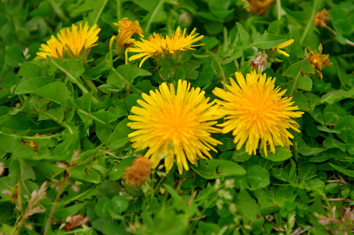 Flowers and leaves of common dandelion or taraxacum officinale