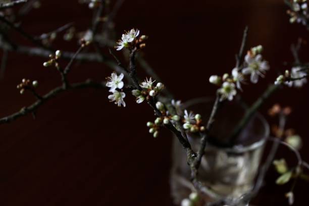 istock dark background image of twigs with small thorn flowers 1394609256