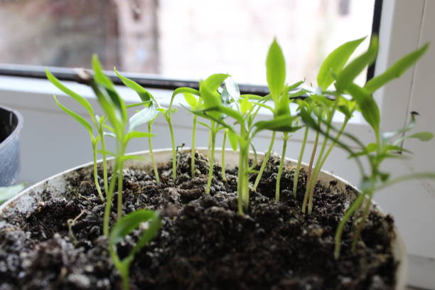 istock pepper seedlings germinated on the windowsill in a pot 1394609386