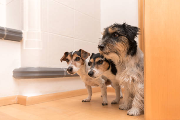 istock a group of three cute small cheeky Jack Russell Terriers standing side by side at an open door in the apartment at home 1394609457