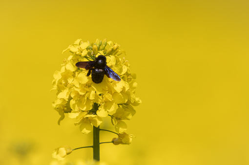 Carpenter bee robbing nectar in a flowering rapeseed field.