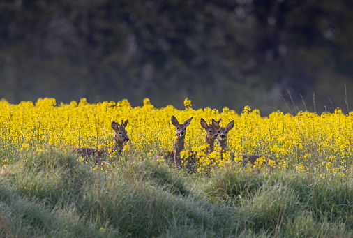 Group of roe deer (Capreolus capreolus) standing in front of a flowering rapeseed field.