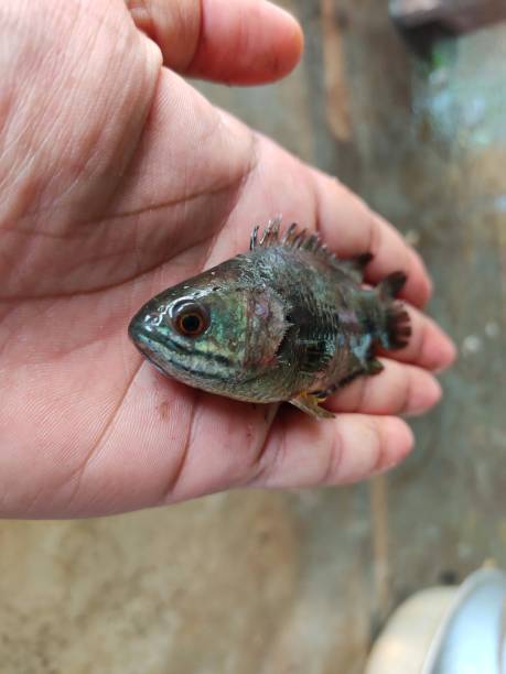 istock Anabas fish in hand in nice blur background 1394612197