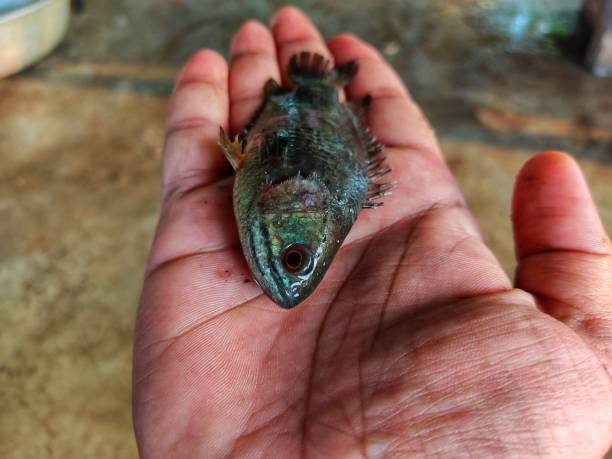 istock Anabas fish in hand in nice blur background 1394612202