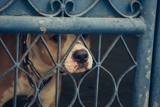 istock poor dog in Thailand 1394613163