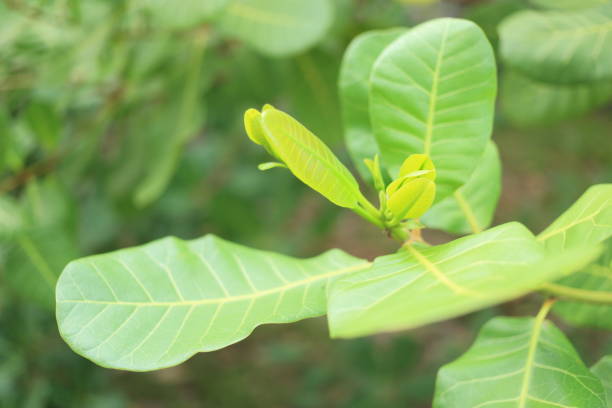 Cashew nut plant leaves