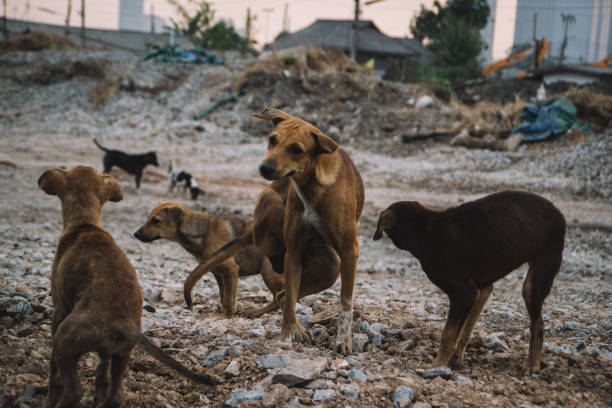 istock poor dog in Thailand 1394614476