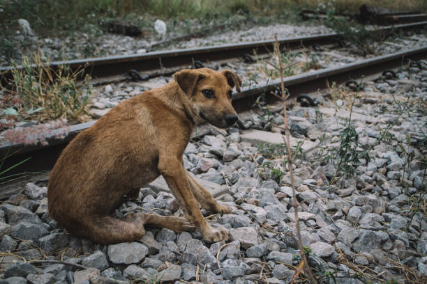 istock poor dog in Thailand 1394615077