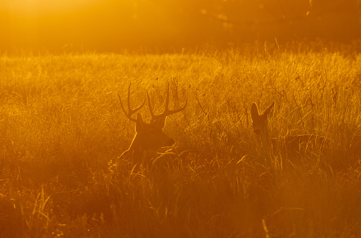 a mule deer buck and doe bedded at sunrise during the fall rut in Colorado