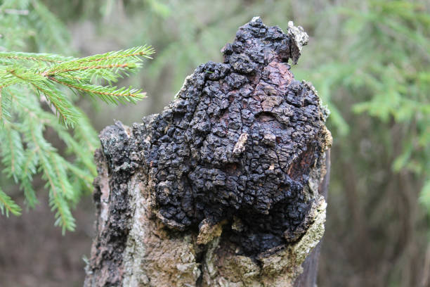 istock Chaga (Inonotus obliquus) on birch trunk in forest. April, Belarus 1394615394