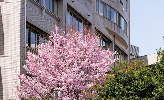 Cherry blossoms in full bloom in the city