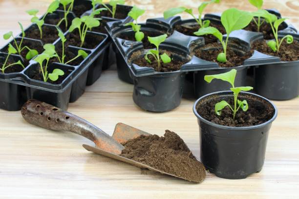 istock Eggplant seedlings  in reusable plastic tray on  wooden table 1394617324