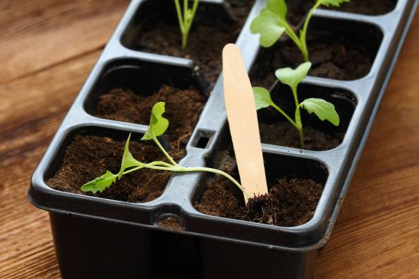 white kohlrabi seedlings  in reusable plastic tray on  wooden table. - kohlrabi turnip cultivated vegetable imagens e fotografias de stock