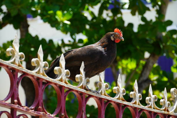 Chicken on wrought iron fence in Charlotte Amalie St Thomas