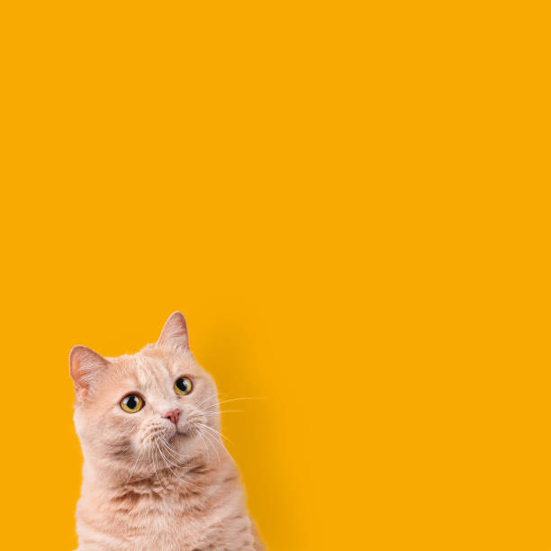 istock A beautiful cat looks to the side. 1394618819