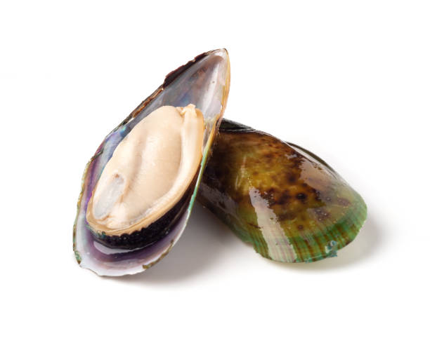istock Mussels on a white background. 1394618848