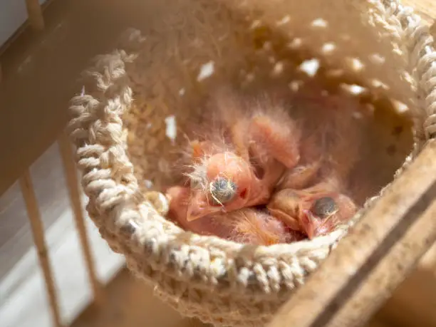 Photo of Just hatched three blind canary chicks from an egg in the nest. Spring replenishment in the family. Breeding of songbirds at home.