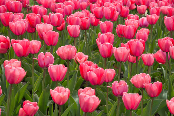 istock Pink tulips bloom under sunshine in the garden. 1394622863