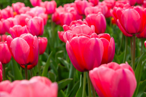 istock Pink tulips bloom under sunshine in the garden. 1394623048